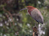 rufescent tiger-heron<br><i>(Tigrisoma lineatum)</i>