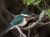 amazon kingfisher<br><i>(Chloroceryle amazona)</i>