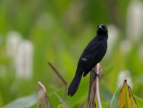 unicolored blackbird<br><i>(Agelasticus cyanopus)</i>