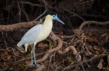 capped heron<br><i>(Pilherodius pileatus)</i>