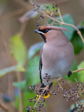 bohemian waxwing<br><i>(Bombycilla garrulus)</i>