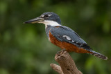 ringed kingfisher<br><i>(Megaceryle torquata)</i>