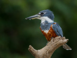ringed kingfisher<br><i>(Megaceryle torquata)</i>