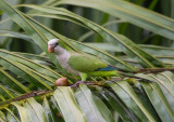 monk parakeet<br><i>(Myiopsitta monachus)</i>