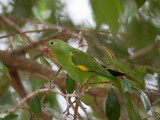 yellow-chevroned parakeet<br><i>(Brotogeris chiriri)</i>