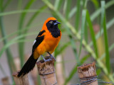 orange-backed troupial<br><i>(Icterus croconotus)</i>