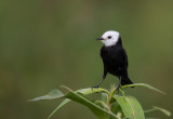 white-headed marsh tyrant<br><i>(Arundinicola leucocephala)</i>