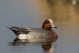 eurasian wigeon<br><i>(Anas penelope)</i>