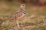 double-banded courser<br><i>(Rhinoptilus africanus)</i>