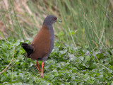 black-tailed crake<br><i>(Porzana bicolor)</i>