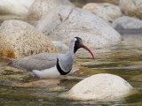 ibisbill<br><i>(Ibidorhyncha struthersii)</i>