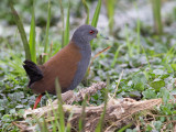 black-tailed crake<br><i>(Porzana bicolor)</i>