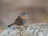 rufous-breasted accentor<br><i>(Prunella strophiata)</i>