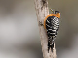 rufous-bellied woodpecker (f.)<br><i>(Dendrocopos hyperythrus)</i>