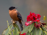 rufous sibia<br><i>(Heterophasia capistrata)</i>