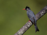 black bulbul<br><i>(Hypsipetes leucocephalus)</i>