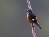 blue-capped rock thrush<br><i>(Monticola cinclorhynchus)</i>