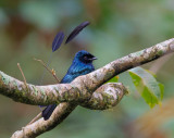 lesser racket-tailed drongo<br><i>(Dicrurus remifer)</i>