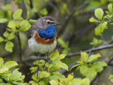 bluethroat<br><i>(Luscinia svecica, NL: blauwborst)