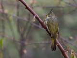 striated bulbul<br><i>(Pycnonotus striatus)</i>