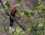 rufous-necked hornbill (m.)<br><i>(Aceros nipalensis)</i>