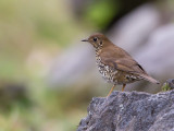 plain-backed thrush<br><i>(Zoothera mollissima)</i>