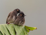 red-vented bulbul<br><i>(Pycnonotus cafer)</i>