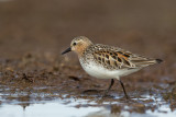 red-necked stint(Calidris ruficollis)