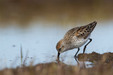 western sandpiper(Calidris mauri)