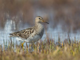 pectoral sandpiper(Calidris melanotos)