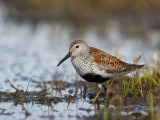 dunlin(Calidris alpina, NL: bonte strandloper)