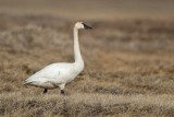 tundra swan(Cygnus columbianus)