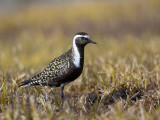 american golden plover(Pluvialis dominica)