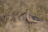 long-billed dowitcher(Limnodromus scolopaceus)