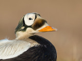 spectacled eider(Somateria fischeri, NL: brileider)