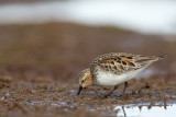 red-necked stint(Calidris ruficollis)
