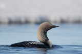 pacific loon(Gavia pacifica)