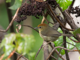 rufous-capped babbler<br><i>(Stachyris ruficeps)</i>