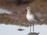 semipalmated sandpiper(Calidris pusilla)