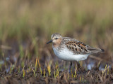 red-necked stint(Calidris ruficollis)