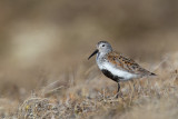 dunlin(Calidris alpina)