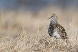 pectoral sandpiper(Calidris melanotos)