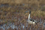 northern pintail(Anas acuta)