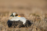 spectacled eider(Somateria fischeri)