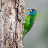 blue-throated barbet<br><i>(Megalaima asiatica)</i>