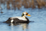 spectacled eider(Somateria fischeri)