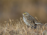 savannah sparrow<br><i>(Passerculus sandwichensis)</i>