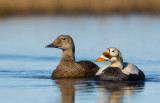 spectacled eider(Somateria fischeri)