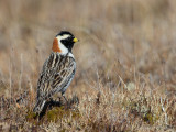 lapland longspur<br><i>(Calcarius lapponicus)</i>