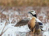 steller's eider(Polysticta stelleri)